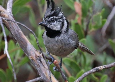 Legacy Tours | Birding and Natural History Tours