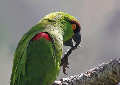 Maroon-fronted Parrot - High Rise, Nuevo Leon