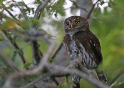 Tamaulipas Pygmy-Owl1 - - El Cielo, Tamaulipas