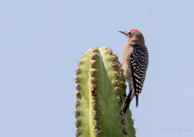 Gray-breasted Woodpecker (Endemic)