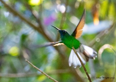 Oaxaca Hummingbird (Endemic)